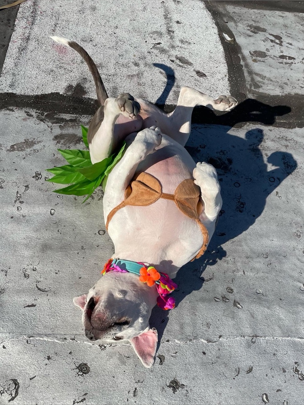 Hula Girl Hawaiian Dog Halloween Costume